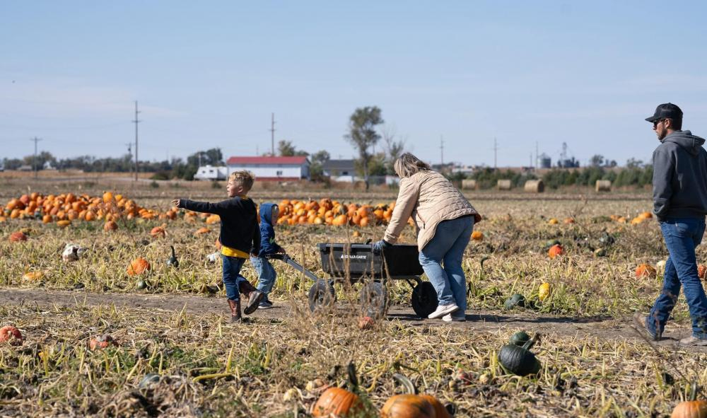 pumpkin patch