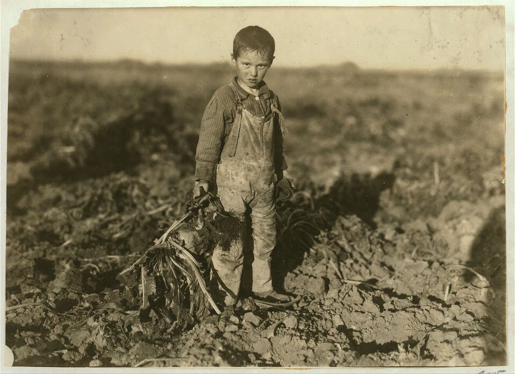 pulling sugar beets